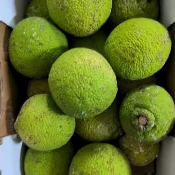 This Pasta is Actually Medicine 🌿 #Shorts (let’s feed the future!)