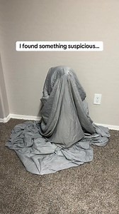 i found something suspicious... #dogs #funnydogs #huskys | Bandit