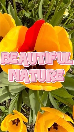 🌷Half Yellow, Half Red, This Tulip Broke Nature’s Rules! 💯 🌷