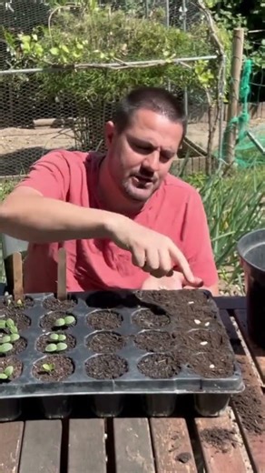 How I sow my seeds in seed trays! 🌱 #gardening #sowing #vegetablegarden #planting