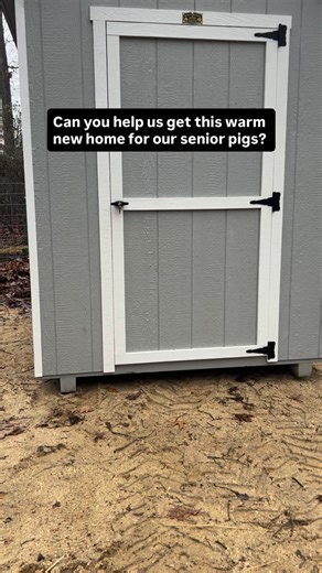 Last fundraiser of 2025!!! We have a handful of seniors (Phillip (11) Nicholas (17) ,Hamilton (13) Charles (12)) that I would love to upgrade them from their small houses to this big beautiful, warm and brand new home! Edward the Meishan is also in this group and he’s outgrowing the small houses as well. This upgrade is absolutely necessary but I do not want another monthly payment. This shed is $1200 which is a great deal considering its brand new. Can we try to raise the funds for it? If you p