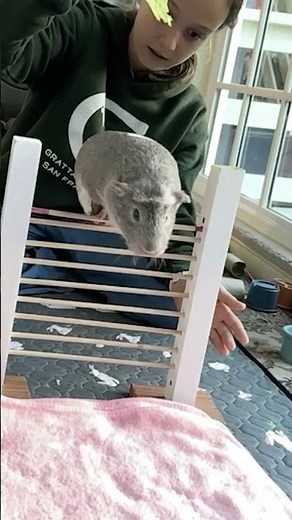 Guinea pig takes FLIGHT! 😱