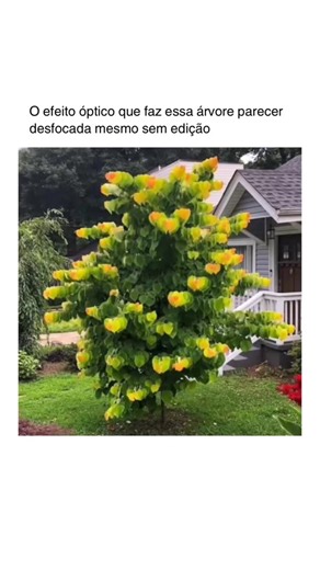 Repertório Casa | Mais Conteúdo on Instagram: "A Cercis canadensis cria um efeito visual curioso: suas folhas parecem levemente desfocadas mesmo a olho nu. Isso acontece porque elas têm formatos largos, ficam muito próximas umas das outras e apresentam variações sutis de cor. Quando a luz incide sobre a copa, esses elementos se misturam visualmente, criando um aspecto suave, quase como uma pintura em aquarela, um efeito totalmente natural. Você já conhecia essa árvore? Imagens de circulação públ
