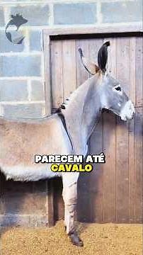 5 breeds of donkeys you didn't know about #farmanimals #donkey #mule #pegadonkey