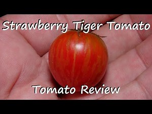 ⟹ Strawberry Tiger Tomato | Solanum lycopersicum | Tomato Review 2025