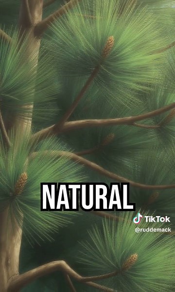Discover the Singing Pines! #NatureSymphony #WhisperingHills