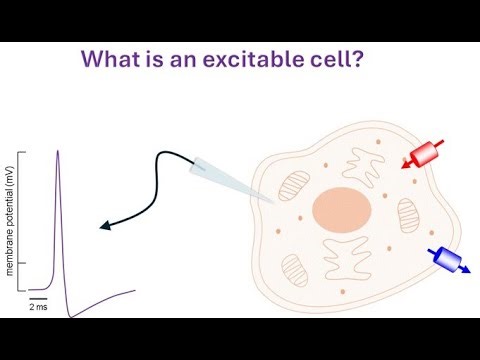 What is an excitable cell?