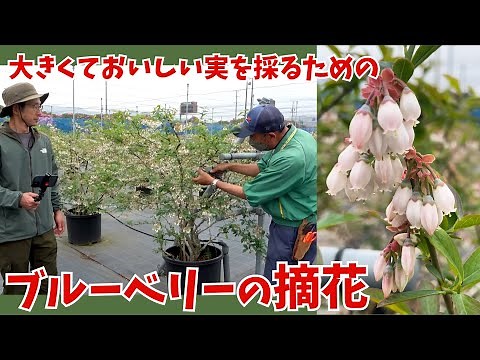 vol.134 ブルーベリーの摘花_赤塚ブルーベリーガーデン