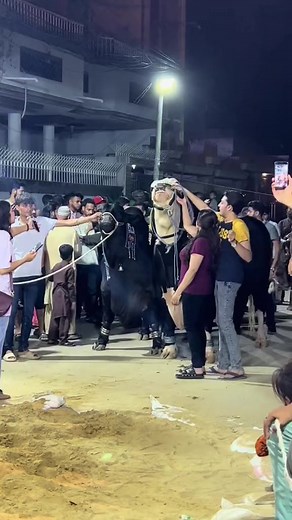 490K views · 10K reactions | #dcattlefarm #pandeyji #blackbeauty...