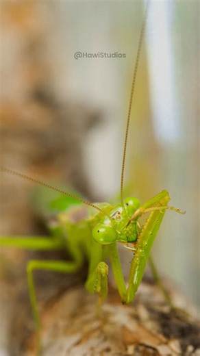 6.9K views · 76 reactions | Praying Mantis Cleaning #nature #wildlife #green #bug #mantis #prayng #cleaning #sit #forest HA71511 | HAWI Studios | Facebook