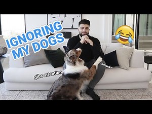 SypherPK Ignoring His Dogs (Hilarious Prank)