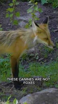 The Tallest Wolf in the World: The Maned Wolf #Wolf #Animals #Shorts