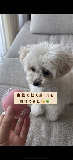 おもちゃで遊ぶマルプーの楽しい時間