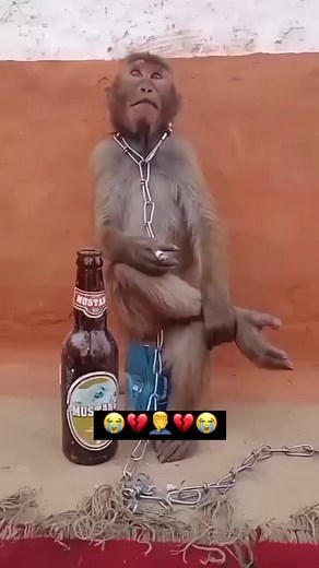 2.1M views · 10K reactions | In human form  #monkey #monkeylove @followers don't forget to follow the page  | Jimmy Thee spotter | Facebook