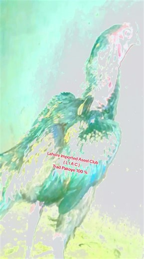 Exploring the Thai Aseel Chicken Breeds