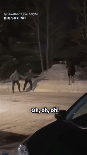 Go ahead, touch it #duet #idiots #moose #wildanimals #FAFO #nature #revenge #humans #stupidity