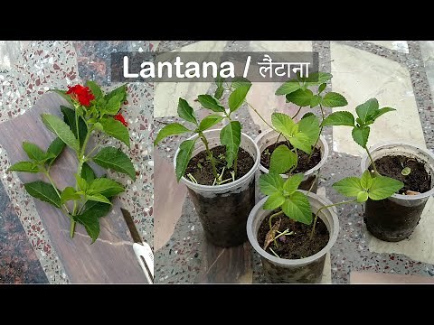 How to grow Lantana from cuttings | Propagate