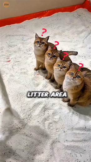 World’s Most Hungry Cat Ever 😰 #youtubeshort #shortfeed #shortsfeed