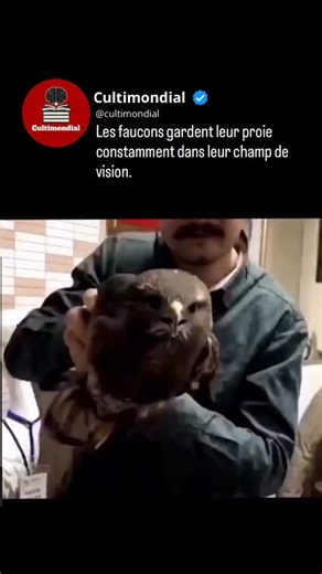 Culture • Histoire • Traditions • Art on Instagram: "Pourquoi les faucons ne quittent jamais leur proie des yeux. Chez les faucons, la chasse repose presque entièrement sur la vision. Ces rapaces possèdent l’une des vues les plus performantes du règne animal, capable de détecter de petits mouvements à plusieurs centaines de mètres. Lorsqu’un faucon repère une proie, il la maintient constamment dans son champ de vision, même pendant des piqués spectaculaires ou des virages à très grande vitesse. 