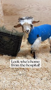 Guess who made it home today! 🥳 ICYMI, Kale suffered a severe injury to his Achilles tendon over the summer and despite 6 months of heroic efforts to save his leg, he never recovered and underwent a limb amputation on Tuesday. He’s adapting like a champ and has had a really smooth recovery so far. Kale will be on 3 weeks of stall rest while his incision heals and then will be free to be out and about with our special needs herd. We can’t wait for him to fully integrate with the herd and see who