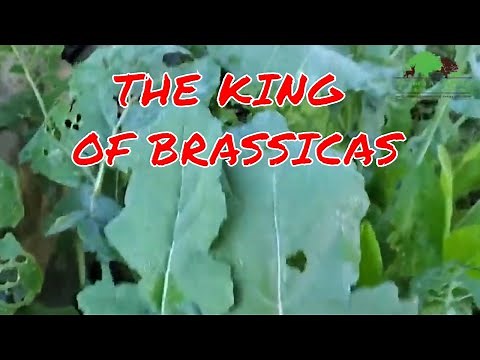 WHAT ARE THE VERY BEST BRASSICAS TO PLANT FOR DEER?