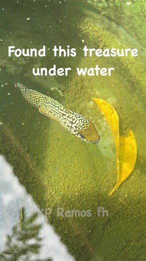 Discover Underwater Treasure: Flowerhorn Fish Guide