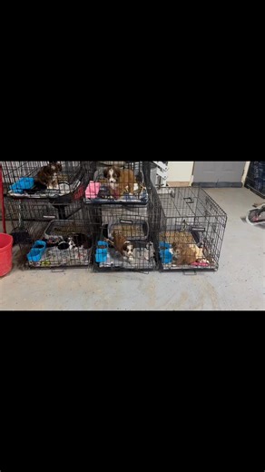 The little Aussiedoodles have mastered stay in the kennel until recalled to go outside. This is Dottie's first litter and they have been so smart and amazing with everything I have taught them so far. | Perfect Paws Puppies