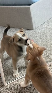 497K views · 38K reactions | I love him so much, there’s so many dogs that could use a forever home or even a foster because living in a shelter isn’t life for them. Maximus was from Santa Rosa County Animal Services | Dorkabel | Facebook