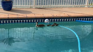 Woke up to this……The Lord gave me this for my birthday - Mumma and her 7 babies. We also have lorikeets, swans and a big fella water dragon just showed up too. | Col Stringer
