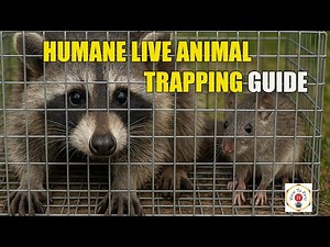 How to Humanely Live Trap Animals | Safe & Effective DIY Pest Control Guide