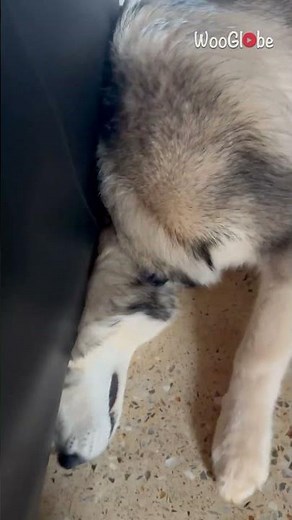 Dog's struggle with a mouse ends with an embarrassing moment under the sofa || WooGlobe