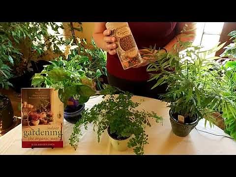 How Mycorrhizal Fungi Helps Your Houseplants