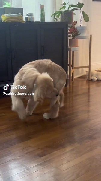 What da heck was that?!? 🤨 #goldenretriever #goldenpuppy #puppy #goldenretrieverlife #puppytok #puppiesoftiktok