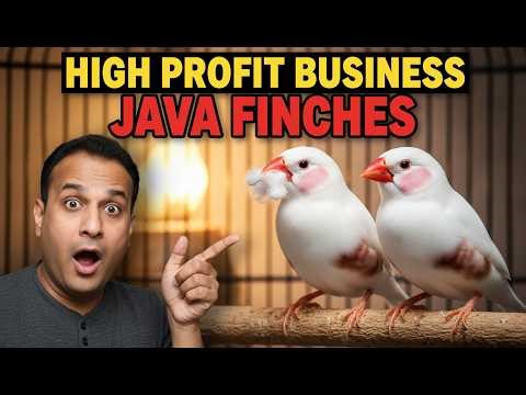 Start Java Finch Business | Low Investment High Profit 🏆
