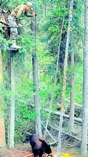 Wild Boar Hunting FAIL!😱 Spear Throw Missed from Above. #wildboarhunting #missed #junglelife #shorts