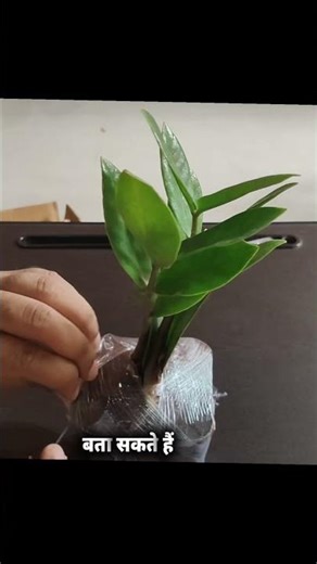 ZZ Plant Unboxing & Care Guide | Low Maintenance Indoor Plant