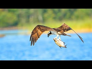 Osprey: Masters Of The Sky And Sea: Osprey Fishing Bird's Facts