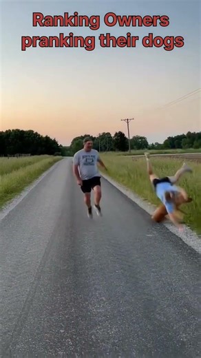 Owners pranking their dogs 🐶