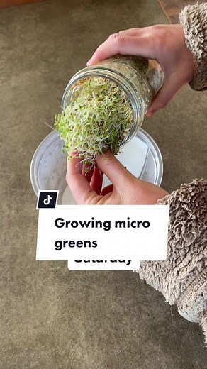 Beginner's Guide to Growing Micro Greens in a Jar