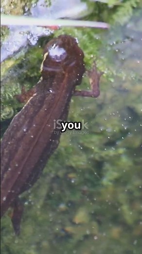 Meet the Adorable Newt!