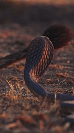 13K views · 123 reactions | Curiosity doesn't always kill the cat...​ ​Nestled in one of the most remote wild places in Botswana, Wilderness Mokete brings you a visceral safari experience. ​ Immerse yourself in a thrilling five-night safari at Wilderness Mokete https://bit.ly/4iahOE8 Footage by Russell MacLaughlin #Wilderness #WeAreWilderness #WildernessMokete #Mababe #Botswana | Wilderness | Facebook