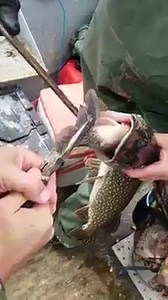 Omg | Amazing Videos