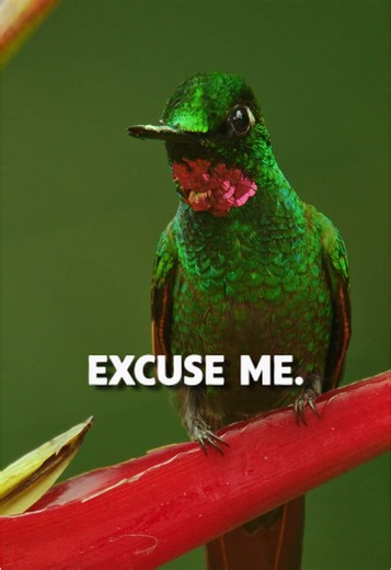 Exploring the Unique Nature of eBird as a Social Network