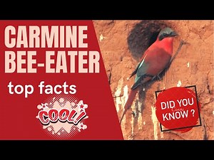 Carmine Bee-eater facts
