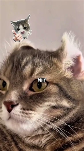 Why Can Cats Rotate Their Ears Almost 180°? 😺 Amazing Cat Fact!