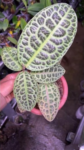Labisia #plants #garden #green #nature #housplants #tanamahias #orchids #aroids #antorium #fyp