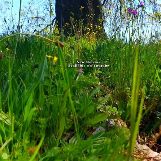 🌼 Beautiful Spring Morning vibes for your sould and home. #nature #relax #peace #forestwhispers