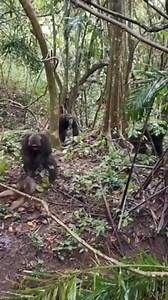222K views · 1.9K reactions | Chimpanzee hunt a monkey 沈 | Animal videos | Facebook