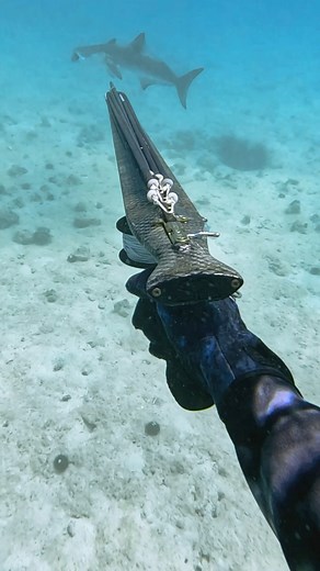 Spearfishing Cobia! | Spearchannel