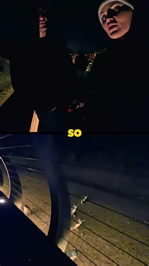 The Famous Phillip Island Penguin Parade 🐧 | Renee Gracie